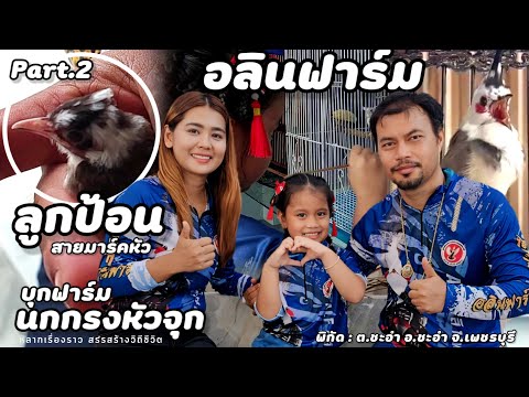 บุกฟาร์ม | นกกรงหัวจุกแฟนซี(อลินฟาร์ม)ลาออกจากวิศวกรมาเลี้ยงนก สร้างรายได้เลี้ยงครอบครัว | Part.2