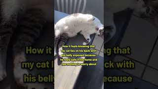 Does your cat expose their belly in front of you? 🐈.#catreels #Cat