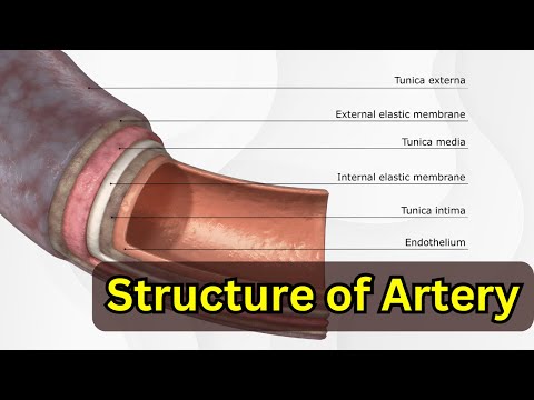 Structure of Arteries  in detail || Anatomy of Blood Vessels || Types of Blood Vessels Part 1