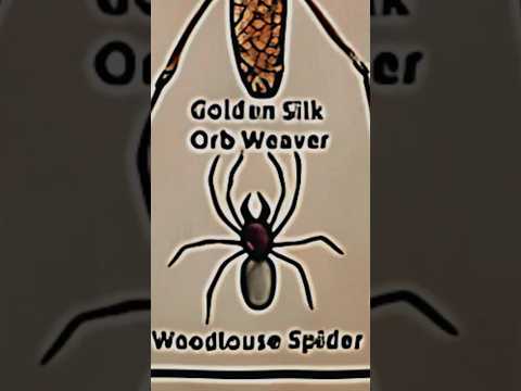 TYPES OF SPIDERS|PART-18|WOODLOUSE SPIDER|#creature #spider @LIKEMYTH