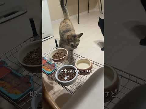 恐怖の豚汁(Tiktok参照) #猫 #ネコズ