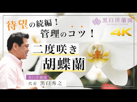 【胡蝶蘭】二度咲き胡蝶蘭 〜管理のコツ！教えます！〜
