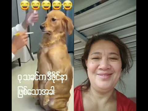 Wait doggy'saglit nalang!#forfun#doglover