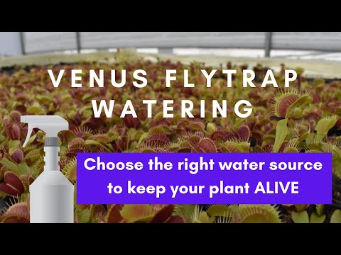 Venus Flytrap Watering Process - Tips and Ticks to Avoid Killing Your Plant