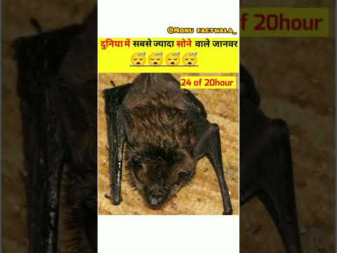 Worldest longer time sleeping animal 🤔 दुनिया के अधिक सोने वाले जानवर?#facts #amazingfacts #animals