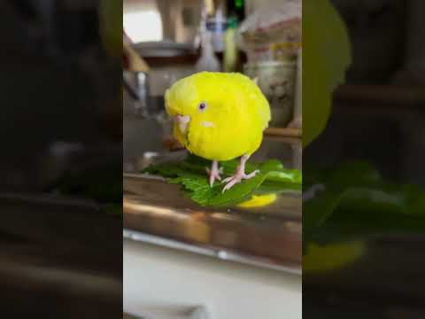 一瞬で眠くなる動画 #セキセイインコ #小夏 #朝のひと時