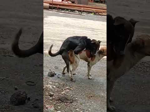 dog Sex #instagram #viral
