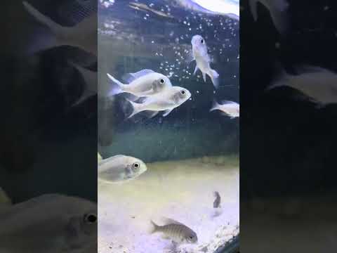 What I feed my Malawi cichlids.
