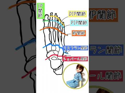 【足関節の名前】「忘れたころに先輩に聞かれてオワター」対策＃看護師＃勉強＃整形外科
