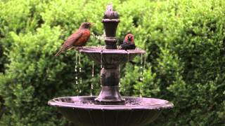 Bird Behavior