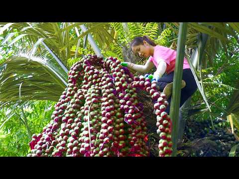 Harvesting A Lot Of Palms Fruit to Avoid Flash Floods Goes Market To Sell,Cooked Palm Fruit