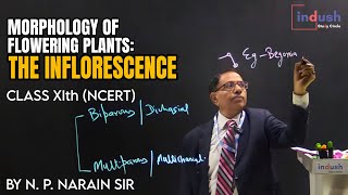 Morphology of Flowering Plants :The Inflorescence | Lec. 05 | NCERT | Indush Study Circle