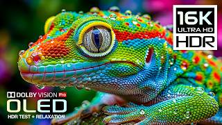 BEST Vivid OLED HDR TEST | 16K HDR Nature Video | Dolby Vision 120FPS (8K/4K Video TV)