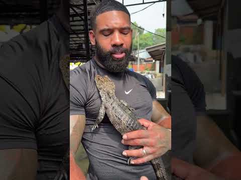 Incredible to see this species up close 🙏🏾🐊 #cartoon #kahani #animals
