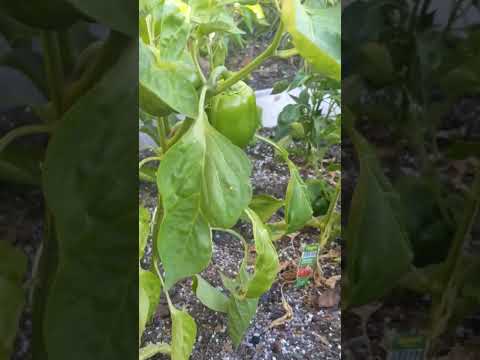 Green Capsicum| My garden| San Jose, California