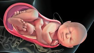 Patient Education Animation: Labor and Vaginal Birth