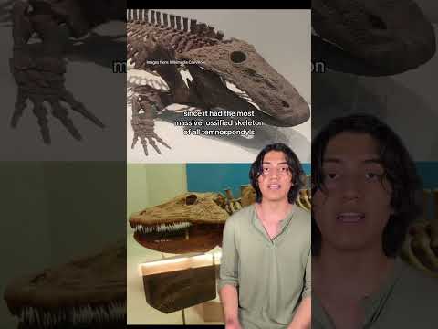 #prehistoric #animals #nature #evolution #amphibians