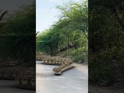 Snake in jungle #shorts #short #snakevideo #snake