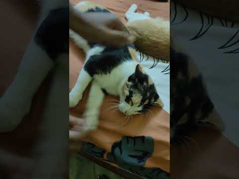 osikhito biral otho #viral #youtubeshorts #catlover