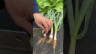 #farming #enjoyrurallife #naturerurallife #rurallife #vegetables #garden #rogator #short