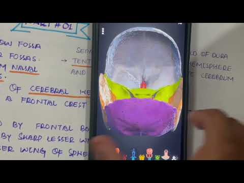 LECTURE # 12:PART  01: ANTERIOR CRANIAL FOSSA IN 3d #medicosphere #medicos #skull #anatomy #medical