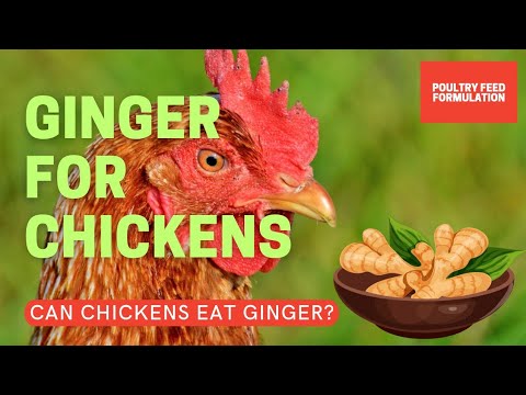 Ginger for Chickens: Can Chickens Eat Ginger?