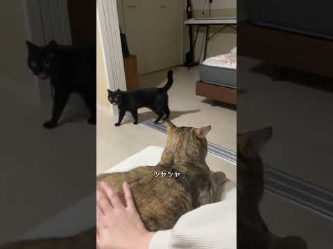 ブラッシングされる猫と気を引きたい猫 #猫 #cat