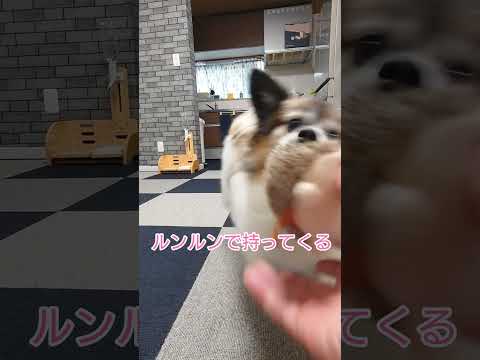 イッヌの大好きな遊び方がコレ #犬と遊ぶ #パピヨン #可愛い