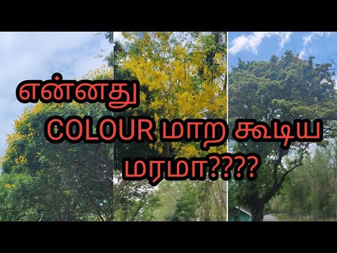 Travel to view omg colour change tree