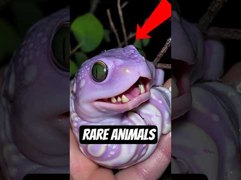 Top 5 Animals 85% of People Don’t Even Know Exist