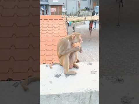 Monkey eating coconut #funny #trendingshorts #viralshorts #explorepage