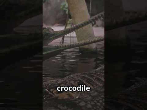 Is This Monster Snake Still Roaming the Earth?" #MonsterSnake #GiantSnake #WildlifeMystery