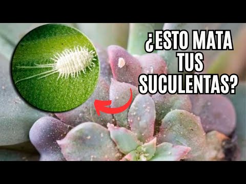 Cómo ELIMINAR cochinillas de escudo de forma SEGURA