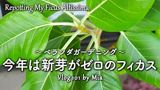 No New Leaves This Year… Repotting a Ficus Altissima with Zero Growth | Balcony Gardening #101