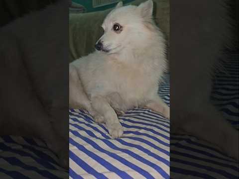 Jao Yaar Tang Mat Karo😡😡#puppy #shorts #doglover #pomeranian #trending #youtubeshorts