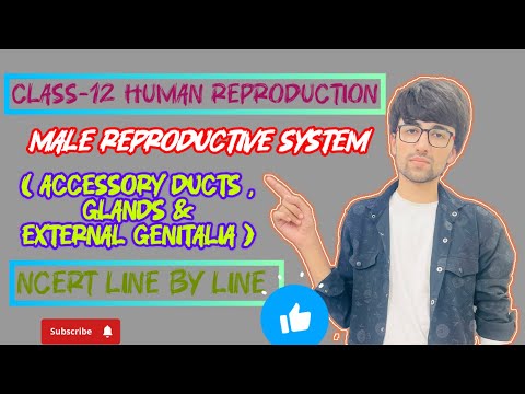 Class-12 Lecture-3 Human Reproduction [Male Accessary Ducts, Glands,External Genitalia]