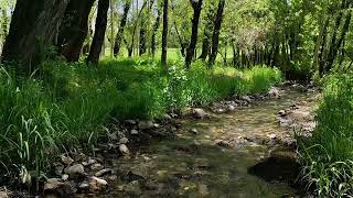 Amazing Nature Sounds, Birds Singing, Stream in theBeautiful Green Forest