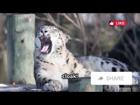 10 Amazing Facts About Snow Leopards | Avery Bliss