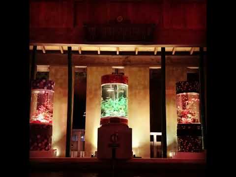 IMG 4918