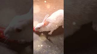 #shortvideo #reels #shortreels #shorts #reelsmusic #orginalcontent #youtubeshorts #rabbit #music