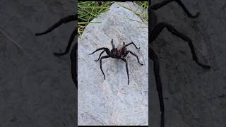 Tom Patterson BIT by a HUGE SPIDER!