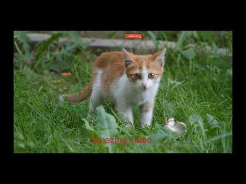 amazing videos funny animation cat video ! funny cat increase views