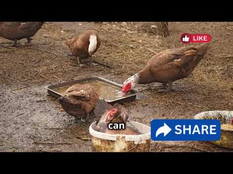 Bird Flu: A Global Feathered Crisis | Impact, Prevention & Conservation