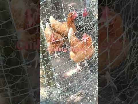 chickens chilling