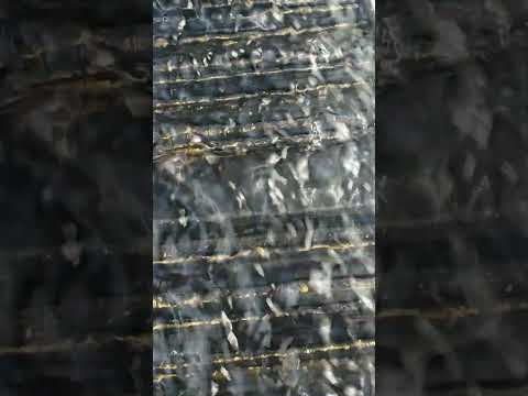 Cleaning Up from Weekend Highbanking in a Good Flour Gold Deposit ... Using Gold Hog Multi-Sluice