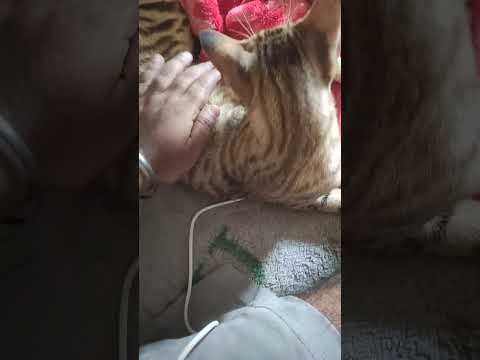 #cuteanimal #cutecat #cute
