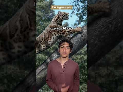 Saber-tooth Lore #animals #prehistoric #nature #sabertooth