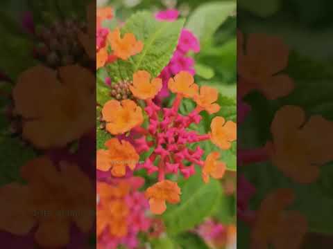Nature #nature #flowers #happiness #wellness #kerala