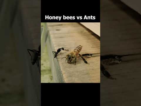 Wing-slapping by Japanese honey bees against ant intrusions