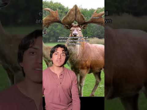 The Deer That Had Tree Trunks for Antlers #prehistoric #animal #nature #horror #deer